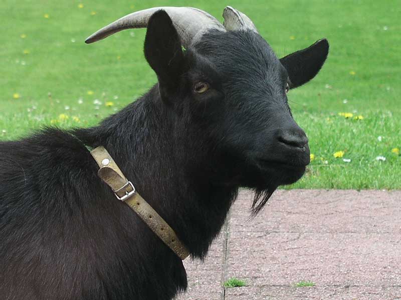 Zwergziege Moritz